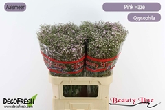 Gypsophila Paniculata Pink Haze 80cm 25gr.