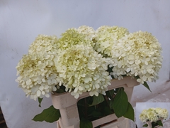 Hydrangea Limelight 60cm 12-14cm Hd