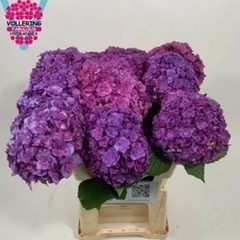 Hydrangea Royal Anastasia Blue 60cm 12-14cm Hd