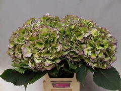 Hydrangea Verena Blue Classic 60cm 21-23cm Hd