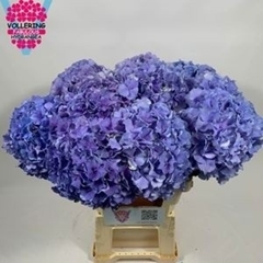 Hydrangea Royal Pride 60cm 14-16cm Hd