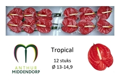 Anthurium Tropical 13cm Hd