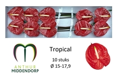 Anthurium Tropical 15cm Hd