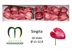 Anthurium Singita 11cm Hd