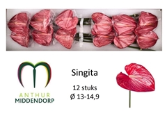 Anthurium Singita 13cm Hd