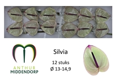 Anthurium Silvia 13cm Hd
