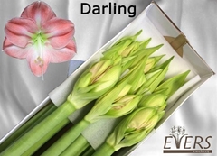 Hippeastrum Darling 75cm