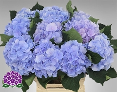 Hydrangea Verena Blue 60cm 16-18cm Hd