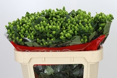 Hypericum Jungle Romance 70cm