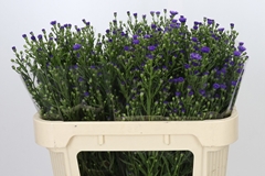 Aster Casamare 70cm 40gr.