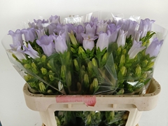 Campanula Champion Lavender 70cm