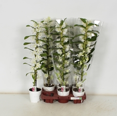 Dendrobium Star Class Apollon 12Ø 65cm 1st