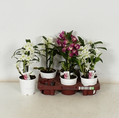 Dendrobium Nobile Cultivars 12Ø 35cm 1st