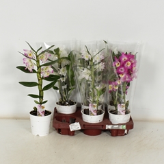 Dendrobium Nobile Cultivars 12Ø 40cm 1st