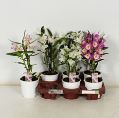Dendrobium Nobile Cultivars 12Ø 35cm 1st