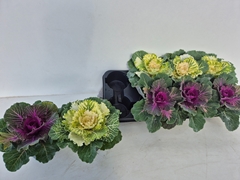 Brassica Oleracea 12Ø 15cm