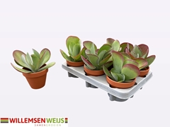 Kalanchoe Thyrsiflora 11Ø 19cm
