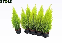 Cupressus Goldcrest Wilma 14Ø 55cm
