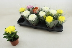 Chrysanth Cosmo Mix 9Ø 18cm