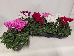 Cyclamen Persicum Macaron 10Ø 23cm