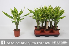 Dracaena Golden Queen 11Ø 45cm
