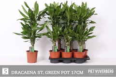 Dracaena Steudneri 17Ø 75cm