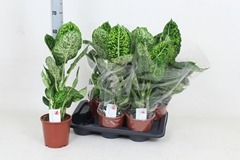 Dieffenbachia Reflector 17Ø 60cm