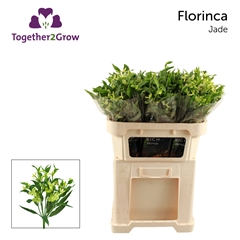 Alstroemeria Florinca Jade 70cm