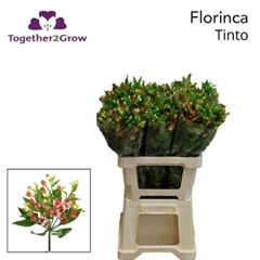Alstroemeria Florinca Tinto 60cm