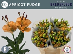 Lily La Apricot Fudge 70cm 2+