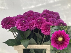 Dahlia Purple Fox 60cm