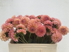 Dahlia Linda's Baby 50cm