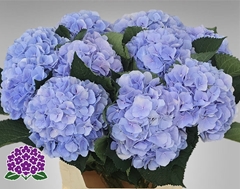 Hydrangea Verena Blue 80cm 21-23cm Hd