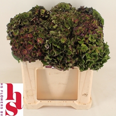 Hydrangea Mon Amour Classic 50cm 14-16cm Hd
