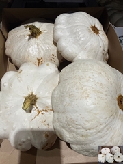 Cucurbita Pepo Patisson Mix