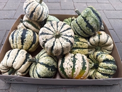 Cucurbita Pepo Sweet Dumpling