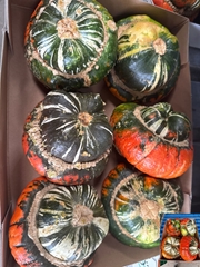 Cucurbita Maxima Turks Turban Mix