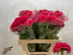 Celosia Coral Diamond 56cm