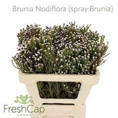 Brunia Noduliflora 50cm