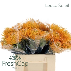 Leucospermum Soleil 40cm
