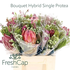 Brunia Cape Mix Bunch 40cm