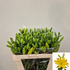 Lily La Nashville 75cm 4+