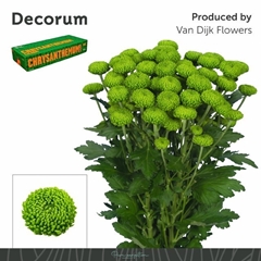 Chrysanth Spray Deligreen 70cm 85gr.