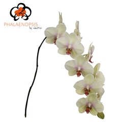 Phalaenopsis Omega 80cm 10+
