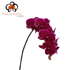 Phalaenopsis Velvet Janet 80cm 10+