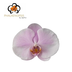 Phalaenopsis Tikal 65cm 7+