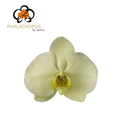Phalaenopsis Limon Bella 65cm 7+