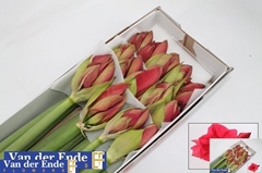 Hippeastrum Isabella 80cm