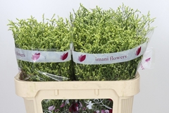 Limonium Sinense China Summer 70cm 25gr.