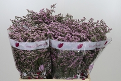 Limonium Safora Oshi Pink 60cm 25gr.